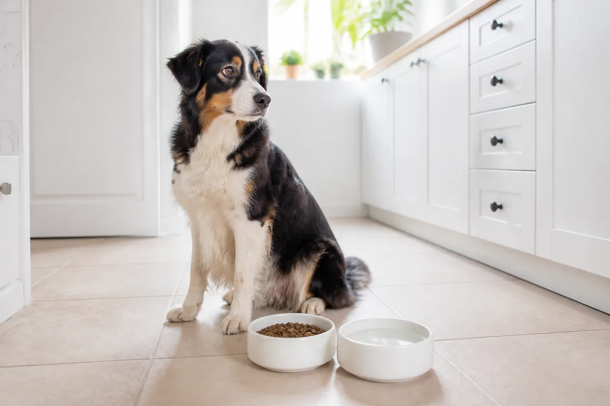 Cane accanto a una ciotola pulita piena d'acqua fresca