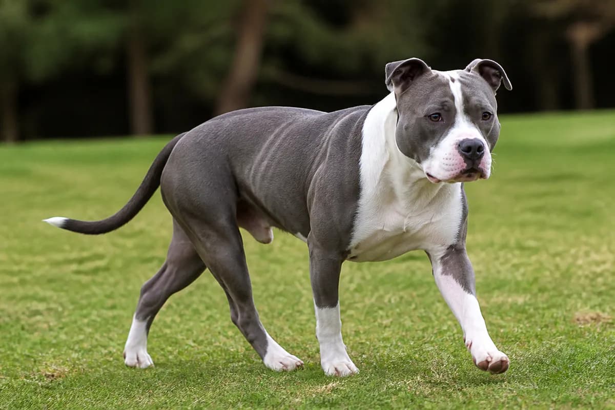 American Staffordshire Terrier adulto durante una passeggiata nel parco
