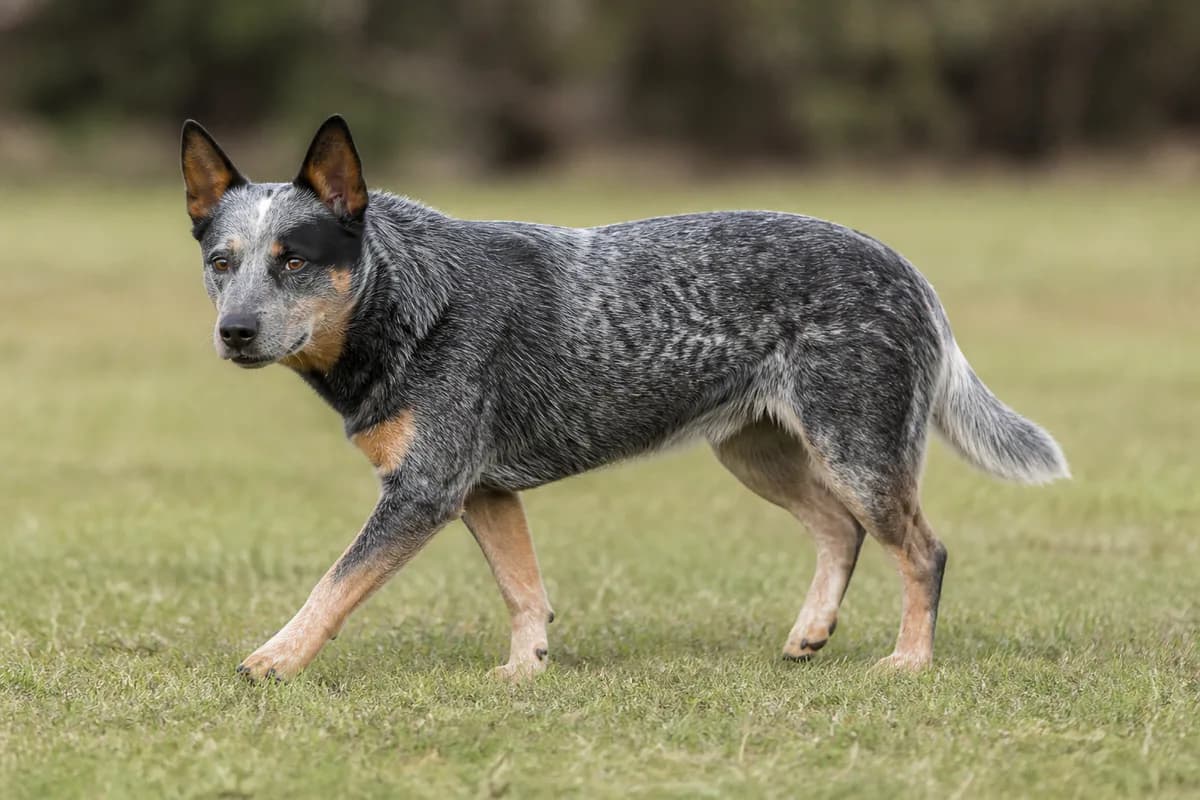 Australian Cattle Dog adulto blue speckled in movimento su un prato