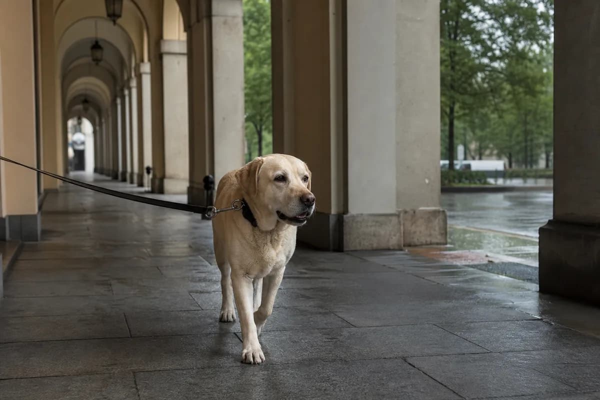 Cane al guinzaglio lungo un percorso urbano coperto durante la pioggia