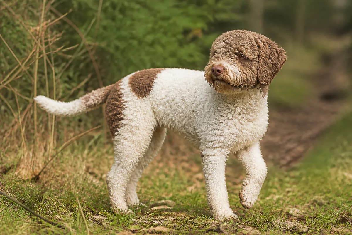 Lagotto Romagnolo adulto che esplora un sentiero nel verde