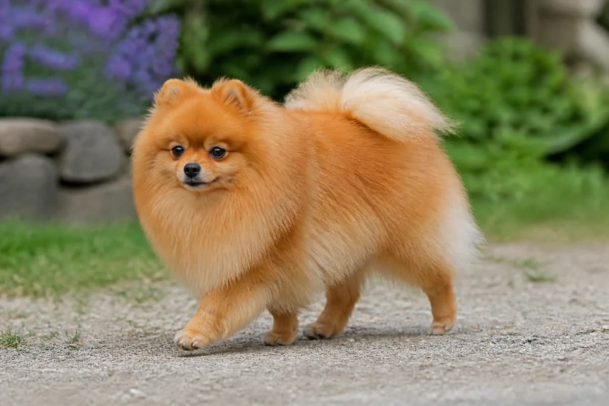 Pomerania adulto arancio durante una passeggiata in giardino