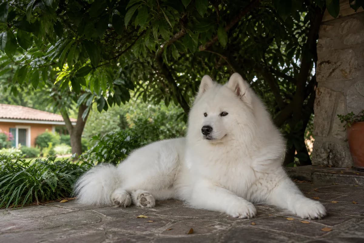 Samoyedo adulto che riposa all'ombra in un giardino italiano